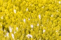 Beautiful field of flowers