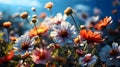 Beautiful field flowers.