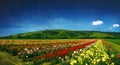 Beautiful field full of roses - panorama