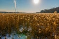 Beautiful field of golden color aquatic grasses / reeds backlit by bright sun with coal power plant in background - on the Minneso