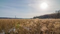 Beautiful field of golden color aquatic grasses / reeds backlit by bright sun with coal power plant in background - on the Minneso Royalty Free Stock Photo