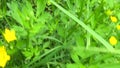 Beautiful field grass, green plant summer meadow, motion subjective camera using steadicam.