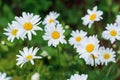 Beautiful field of green grass and camomiles as background in the nature Royalty Free Stock Photo