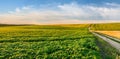 green soybeans and a dirt road separating it from a wheat field