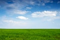 Beautiful field of green young grass on background blue sky with white clouds