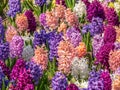 Beautiful field with Hyacinthus orientalis, the common hyacinth, garden hyacinth or Dutch hyacinth colored flowers