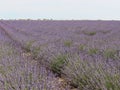 Beautiful field lavender flowers aroma natural color insect oils