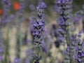 Beautiful field lavender flowers aroma natural color insect oils