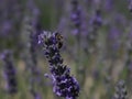 Beautiful field lavender flowers aroma natural color insect oils