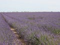 Beautiful field lavender flowers aroma natural color insect oils