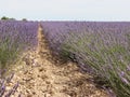 Beautiful field lavender flowers aroma natural color insect oils