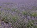 Beautiful field lavender flowers aroma natural color insect oils