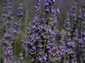 beautiful field lavender flowers aroma natural color insect oils Royalty Free Stock Photo