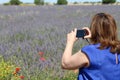 Beautiful field lavender photographing person smell flowers color Royalty Free Stock Photo