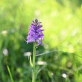 Beautiful field lilac flower Dactylorhiza baltica alone in a green meadow. Broad-leaved marsh orchid under the summer sun.