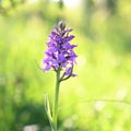 Beautiful field lilac flower Dactylorhiza baltica on a green meadow. Broad-leaved marsh orchid under the summer sun.