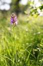 beautiful field lilac flower of Dactylorhiza baltica in a green meadow, commonly known as a marsh or spotted orchid under the