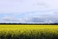 Beautiful Field of Manitoba Canola 2 Royalty Free Stock Photo