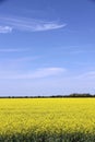 Beautiful Field of Manitoba Canola 3 Royalty Free Stock Photo