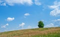 A beautiful field with many plants, green grass, wild flowers and a solitary tree. A beautiful sky with many white, fluffy clouds Royalty Free Stock Photo