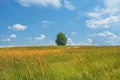 A beautiful field with many plants, green grass, wild flowers and a solitary tree. A beautiful sky with many white, fluffy clouds Royalty Free Stock Photo