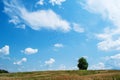 A beautiful field with many plants, green grass, wild flowers and a solitary tree. A beautiful sky with many white, fluffy clouds Royalty Free Stock Photo