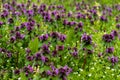 Beautiful field mauve wildflower