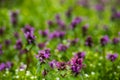 Beautiful field mauve wildflower