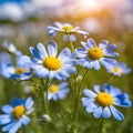 Beautiful field meadow flowers chamomile, blue wild peas in morning against blue sky with clouds. Royalty Free Stock Photo