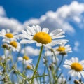 Beautiful field meadow flowers chamomile, blue wild peas in morning against blue sky with clouds. Royalty Free Stock Photo