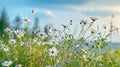 Beautiful field meadow flowers chamomile, blue wild peas in morning against blue sky with clouds Royalty Free Stock Photo