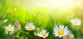 Beautiful field meadow flowers chamomile in morning sunny meadow, nature landscape, close-up macro. Wide format Banner, copy space Royalty Free Stock Photo