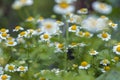 Beautiful field chamomile with beautiful bokeh