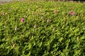 Beautiful field of Mimosa strigillosa powderpuff ground cover Royalty Free Stock Photo