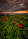 Beautiful field of peonies at sunrise! Royalty Free Stock Photo