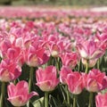 beautiful field of pink tulip flowers in full blooming. spring holiday Royalty Free Stock Photo