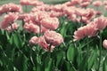 Beautiful field of pink tulip flowers in sunlight with vintage toned.