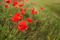 Beautiful field poppies against green grass Royalty Free Stock Photo