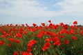 Beautiful field poppies against green grass. Spring season theme Royalty Free Stock Photo