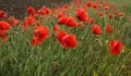 Beautiful field poppies against green grass. Spring season theme Royalty Free Stock Photo