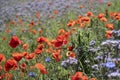 Beautiful field with poppies and phacelia flowers. June holidays in Poland, West Pomerania