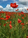 The beautiful field of poppys Royalty Free Stock Photo