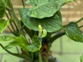 Beautiful field potted plants (Alocasia odora)