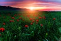 Beautiful field of red poppies at evening sunset in mountains Royalty Free Stock Photo