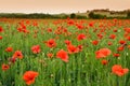 Beautiful field of red poppies in a field of wheat at sunset in Tuscany near Monteroni d`Arbia Siena Royalty Free Stock Photo