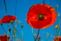 Beautiful field red poppies with selective focus. Opium poppy. Natural drugs.