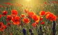 Beautiful field of red poppies in the sunrise light, in the Valderrobres medieval village, Matarrana district, Teruel province, S Royalty Free Stock Photo