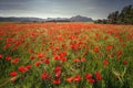 Beautiful field of red poppies in the sunrise light, in the Valderrobres medieval village, Matarrana district, Teruel province, S Royalty Free Stock Photo