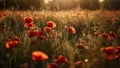 A beautiful field of red poppies in the sunset light. Beautiful blooming red poppies