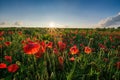 Beautiful field of red poppies in the sunset light. Landscape with nice sunset Royalty Free Stock Photo